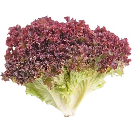 Lollo Rosso Lettuce
