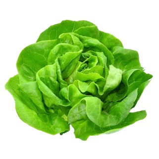 Butterhead Green Lettuce